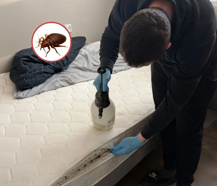 Technicien traitant un matelas contre les punaises de lit à Seine-Port